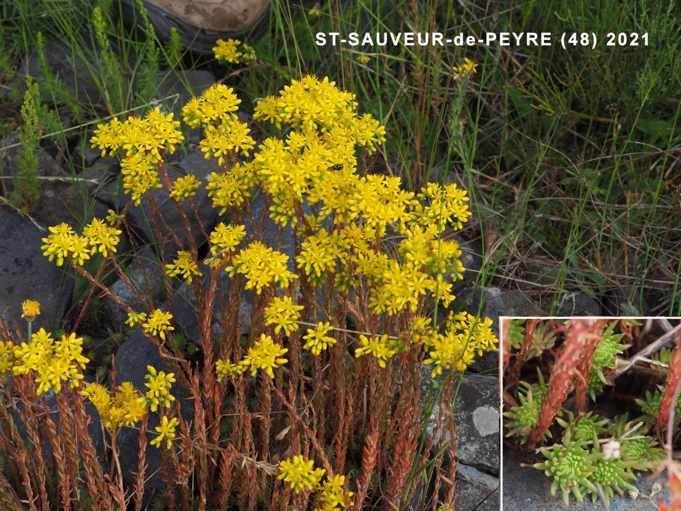 Stonecrop, Rock plant